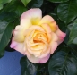Preview: Edelrose Gloria Dei ®  , Syn.: Peace, Meilland, 1945