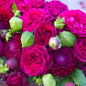 Preview: Edelrose Gräfin Diana ® , Kordes, 2012, ADR-Rose, Parfuma® Serie - Wurzelware