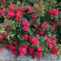 Preview: Bodendeckerrose Gärtnerfreude ®  Korstesgli ® , Kordes, 1999,  ADR-Rose - Co. 5 L