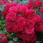 Preview: Bodendeckerrose Gärtnerfreude ®  Korstesgli ® , Kordes, 1999,  ADR-Rose - Co. 5 L