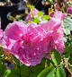 Preview: Englische Rose Harlow Carr ® , Aushouse ® David Austin , 2005 - Co 5 L