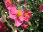 Preview: Sonnenröschen Lawrensons Pink, rosa, niedrig, Tb 9