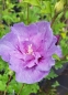 Preview: Winterharter Hibiskus Lavender Chiffon ® - 40-50 cm - Co. 5 L
