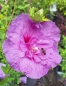 Preview: Winterharter Hibiskus Lavender Chiffon ® - 40-50 cm - Co. 5 L