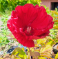 Preview: Riesen-Hibiskus / Stauden-Hibiskus Cranberry Crash ® - Co. 5 L