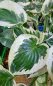Preview: Funkie / Hosta Brim Cup - breiter weißer Rand - Tb 11