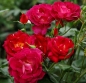 Preview: Strauchrose Ile de Fleurs ® Heckenzauber ® Kordes, 2019 - ADR-Rose - Wurzelware