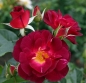 Preview: Strauchrose Ile de Fleurs ® Heckenzauber ® Kordes, 2019 - ADR-Rose - Wurzelware