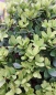 Preview: Buchsbaumersatz - Berg-Ilex - Ilex crenata Dark Green ®, immergrün, Kugel 30 cm, Co. 5 L