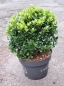 Preview: Buchsbaumersatz - Berg-Ilex - Ilex crenata Dark Green ®, immergrün, Kugel 30 cm, Co. 5 L