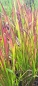 Preview: Japanisches Blutgras Red Baron, sehr zierend - Co. 1,5 L