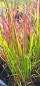 Preview: Japanisches Blutgras Red Baron, sehr zierend - Co. 1,5 L