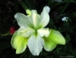 Preview: Sibirische Schwertlilie Butter and Sugar - Tb 11