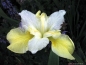 Preview: Sibirische Schwertlilie Butter and Sugar - Tb 11