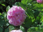 Preview: Historische Rose Jacques Cartier ,  Robert & Moreau, 1868 - Wurzelware