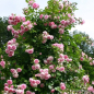 Preview: Kletterrose  Jasmina ® , Korkentex ® Kordes, 2005, ADR-Rose, Co. 5 L