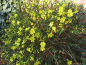 Preview: Echter Jasmin / Winter-Jasmin - gelber Winterblüher - 60-80 cm hoch - Co. 3 L