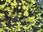 Preview: Echter Jasmin / Winter-Jasmin - gelber Winterblüher - 60-80 cm hoch - Co. 3 L