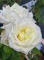 Preview: Edelrose Pape Jean Paul II ® / Johannes Paul II ® Jacsegra ®, Zary, vor 2006, reinweiß - Co. 5 L