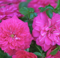 Preview: Bodendeckerrose  Knirps ® ,  Korverlandus ® , Kordes, ADR-Rose - Co. 5 L