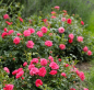 Preview: Bodendeckerrose  Knirps ® ,  Korverlandus ® , Kordes, ADR-Rose - Co. 5 L