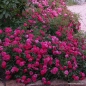 Preview: Bodendeckerrose  Knirps ® ,  Korverlandus ® , Kordes, 1997, ADR-Rose