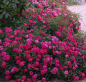 Preview: Bodendeckerrose  Knirps ® ,  Korverlandus ® , Kordes, ADR-Rose - Co. 5 L