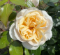 Preview: Beetrose Lions-Rose ® Korvanaber ®  Kordes, 2002 - Co. 5 L
