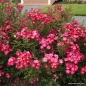 Preview: Miniaturrose  Lupo ® Kordwraul ® , Kordes, 2006, ADR-Rose - Wurzelware