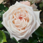 Preview: Edelrose Madame Anisette ® , Kordes, 2013, Parfuma ® Serie, ADR-Rose - Wurzelware