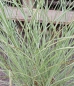 Preview: Garten-Chinaschilf Morning Light - weiß-silbrig - Co. 5 L