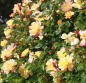 Preview: Kletterrose  Moonlight ® , Korklemol ® Kordes, 2004 - Co. 5 L