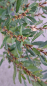 Preview: Gagelstrauch, Myrica gale, für feuchte Standorte, 30-40 cm, Co. 3,5 L