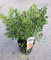 Preview: Gagelstrauch, Myrica gale, für feuchte Standorte, 30-40 cm, Co. 3,5 L