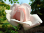 Preview: Kletterrose New Dawn ,  Somerset Nursery, 1930 - Wurzelware