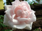 Preview: Kletterrose New Dawn ,  Somerset Nursery, 1930, Co. 5 L
