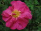 Preview: Historische Rose Officinalis ,  Apotheker-Rose, vor 1240, Co 5 L