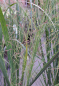 Preview: Panicum virgatum Northwind
