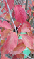 Preview: Eisenholzbaum - Parrotia persica - schönste Herbstfärbung - 50-60 cm hoch - Co. 3,5 LCo.