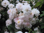 Preview: Historische Ramblerrose  Paul `s Himalayan Musk Rambler   Paul , 1916 - Wurzelware