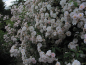 Preview: Historische Ramblerrose  Paul `s Himalayan Musk Rambler   Paul , 1916 - Wurzelware