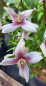 Preview: NEU - Zwerg-Gartenjasmin Petite Perfume ® , rosa Blüten, 60-70 cm, Co. 7,5 L