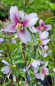Preview: NEU - Zwerg-Gartenjasmin Petite Perfume ® , rosa Blüten, 60-70 cm, Co. 7,5 L