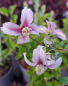 Preview: NEU - Zwerg-Gartenjasmin Petite Perfume ® , rosa Blüten, 60-70 cm, Co. 7,5 L