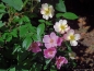 Preview: Moschata-Rose Plaisanterie ®,   Lentrimera ® , Lens 1996, Co. 5 L
