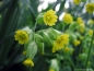 Preview: 6 x Echte Schlüsselblume, gelb, duftend - Tb 9