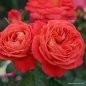 Preview: Beetrose Queen of Hearts ® Korliolow ® Kordes 2008 - Co. 5 L