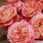 Preview: Beetrose Queen of Hearts ® Korliolow ® Kordes 2008 - Co. 5 L