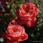 Preview: Beetrose Queen of Hearts ® Korliolow ® Kordes 2008 - Co. 5 L