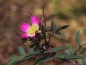 Preview: Blaue Hechtrose - Rosa glauca - Wildrose - Wurzelware